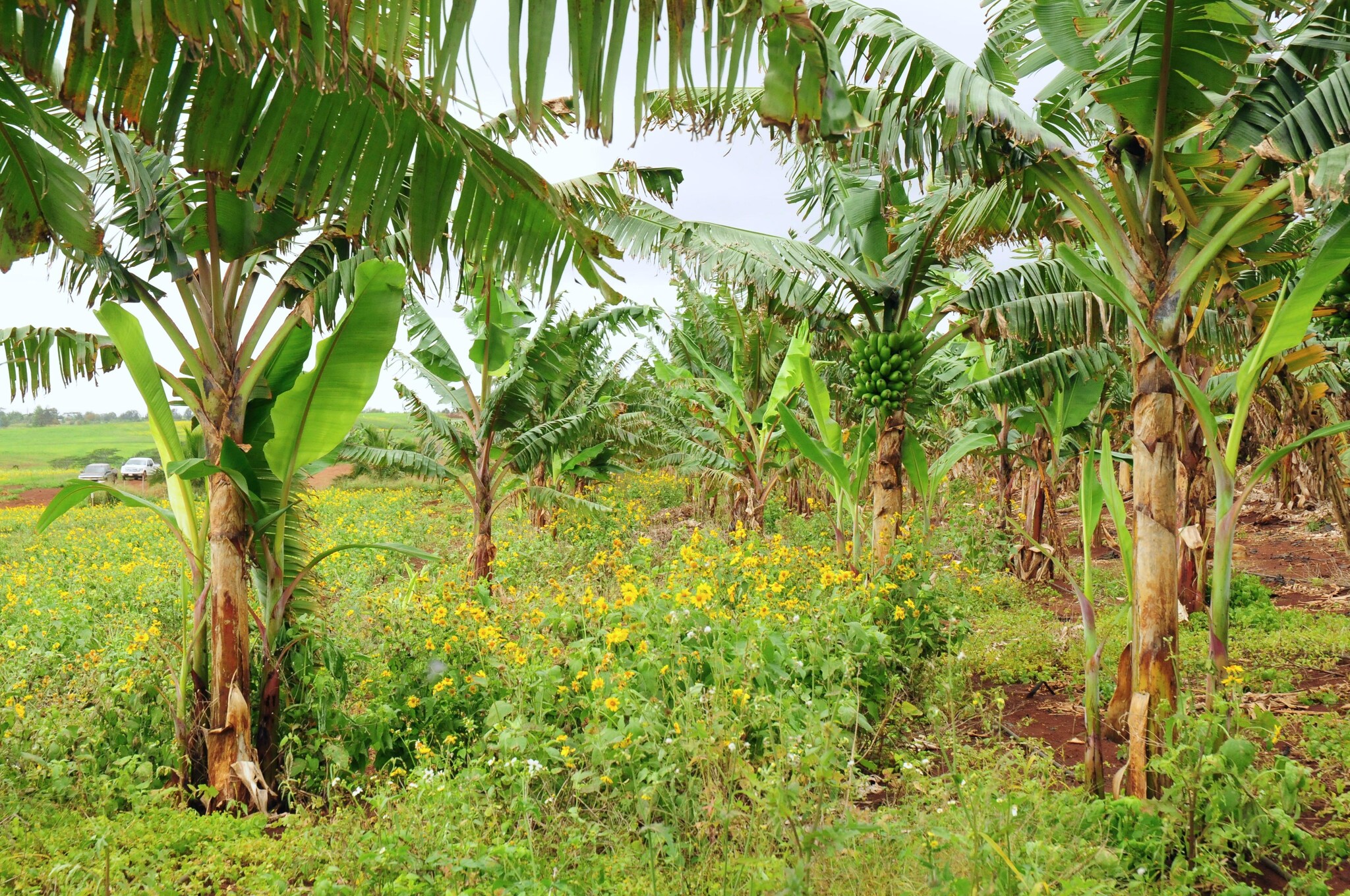 Ag Park at Kunia Celebrates 10th Anniversary Bayer United States